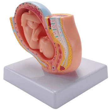 2 РАЗА Беременность человека Развитие плода На 9 месяце Эмбриональная модель таза Анатомия беременности плода Модель плаценты Изображение 2