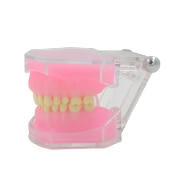 Прямая поставка Стоматологическая модель зубов Typodont Модель для исследования зубов Typodont Портативная съемная модель зубов