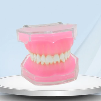 Прямая поставка Стоматологическая модель зубов Typodont Модель для исследования зубов Typodont Портативная съемная модель зубов Изображение 2