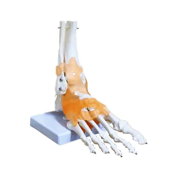 Модель стопы человека с магнитной подошвой, Анатомия голеностопного сустава стопы человека 1: 1, Анатомическая анатомия, Медицинская обучающая модель